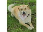 Adopt Mo a Great Pyrenees dog in Clive, IA (41269444)