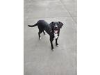 Adopt Ahsoka a Labrador Retriever / Mixed dog in Maquoketa, IA (41091284)