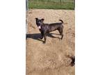 Adopt Lexus a Labrador Retriever / Mixed dog in Maquoketa, IA (41090808)