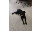 Adopt Mishka a Rottweiler / Mixed dog in York, SC (40633665)