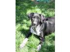 Adopt Salt N Pepa 2 a Black - with White German Shorthaired Pointer / Labrador
