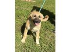 Adopt Golden Girls - Rose a Tan/Yellow/Fawn - with Black German Shepherd Dog /