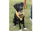 Adopt Wade a Labrador Retriever / Great Dane dog in Leverett, MA (41210949)