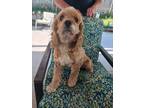 Adopt Teenie-Needs Foster Home a Red/Golden/Orange/Chestnut Cocker Spaniel /