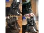 Adopt Oompa a Black Pomeranian dog in Irwin, PA (41441547)