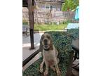 Adopt Prince-Foster Home Needed a Red/Golden/Orange/Chestnut - with White Cocker