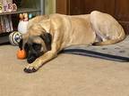 Adopt Hank a Mastiff / Mixed dog in Springdale, PA (41398100)