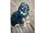 Adopt Finn-must be only dog a Black - with Tan, Yellow or Fawn Cocker Spaniel /