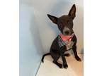Adopt Sophie a Black - with White Australian Cattle Dog / Labrador Retriever /