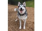 Adopt Sofi a Husky / Mixed dog in Seattle, WA (40978197)