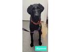 Adopt Rigatoni a Affenpinscher / Mixed dog in Richmond, IN (41410578)
