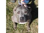 Adopt Gaia a American Pit Bull Terrier / Mixed dog in Richmond, IN (41410575)