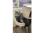 Adopt Simba a Brown Tabby Domestic Mediumhair / Mixed (medium coat) cat in Las