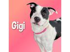 Adopt Gigi a American Pit Bull Terrier dog in Cortland, NY (40810772)