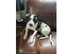 Adopt Coco a White - with Brown or Chocolate American Staffordshire Terrier /