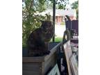 Adopt Princess a Tortoiseshell American Shorthair / Mixed (short coat) cat in