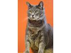 Adopt Freya a Gray or Blue Domestic Shorthair / Mixed Breed (Medium) / Mixed