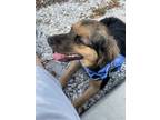 Adopt Violet a Tan/Yellow/Fawn - with Black Australian Shepherd / Mixed dog in
