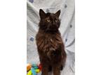 Adopt Prince Casimir a All Black Domestic Longhair / Mixed Breed (Medium) /