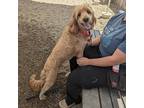 Adopt Peanut a Red/Golden/Orange/Chestnut Poodle (Standard) / Golden Retriever /