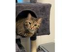 Adopt Hippolyta a Brown Tabby Domestic Shorthair / Mixed (short coat) cat in