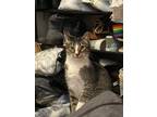 Adopt Blue a Brown Tabby Domestic Shorthair / Mixed (short coat) cat in