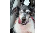 Adopt Mokey Fraggle a Jack Russell Terrier / Schnauzer (Standard) / Mixed dog in