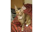 Adopt Mohawk a Gray, Blue or Silver Tabby Domestic Shorthair / Mixed (short