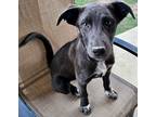 Adopt Garnet a Black - with White Husky / Mixed dog in Pilot Point