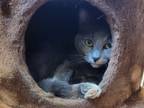 Adopt Laura a Domestic Shorthair / Mixed (short coat) cat in Grand Forks