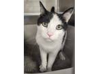 Adopt Ian a Domestic Shorthair / Mixed (short coat) cat in Grand Forks