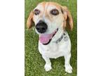 Adopt Bagle a Brown/Chocolate Beagle / Mixed Breed (Medium) / Mixed (short coat)