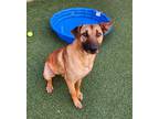 Adopt Scar a Brindle Mixed Breed (Medium) / Mixed Breed (Medium) / Mixed (short