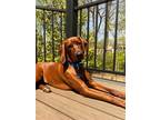 Adopt Mavvy Maverick a Red/Golden/Orange/Chestnut Redbone Coonhound / Mixed dog
