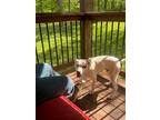 Adopt Petey a Black - with White Miniature Pinscher / Mixed dog in Florissant