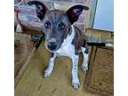 Adopt Jasper a Tricolor (Tan/Brown & Black & White) Husky / Mixed dog in Pilot