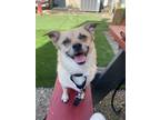 Adopt TEN a Pug dog in Bradenton, FL (41128552)