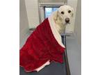 Adopt Zumba a White Great Pyrenees / Labrador Retriever / Mixed (short coat) dog