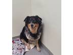 Adopt Amanda a Black Australian Cattle Dog / Mixed Breed (Medium) / Mixed (short