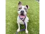 Adopt Bergeron a American Pit Bull Terrier / Mixed dog in Des Moines