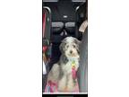Adopt Peggy a Black - with White Aussiedoodle / Mixed dog in Sherman