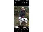 Adopt Prince a White - with Black Dalmatian / Mixed dog in Duvall, WA (41441046)