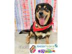 Adopt Chase a Beagle / Mixed dog in Gautier, MS (41161561)