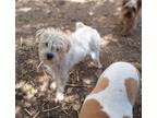 Adopt CORBIN a White Bichon Frise / Westie, West Highland White Terrier / Mixed