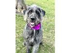 Adopt Gandalf a Merle Mixed Breed (Small) / Mixed Breed (Medium) / Mixed (short