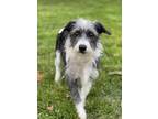 Adopt Precious a Black - with White Jack Russell Terrier / Mixed dog in Dalton