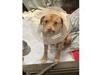 Adopt Red B. a Brindle American Staffordshire Terrier / Mixed Breed (Medium) /