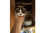 Adopt RC a Black & White or Tuxedo Snowshoe / Mixed (short coat) cat in