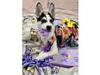Adopt Eclipse a White - with Black Siberian Husky / Mixed Breed (Medium) / Mixed