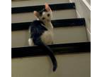 Adopt TUXY BABY a Black & White or Tuxedo American Shorthair / Mixed (short